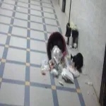 شكوى من انتشار القمامة والقطط الضالة بمستشفى ديرب نجم المركزى