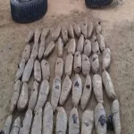 سقوط عاطلين قبل ترويجهما 50 كيلو بانجو بفاقوس فى الشرقية