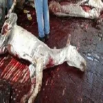 الحبس 4 أيام لتاجرى الحمير المذبوحة فى الشرقية