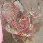 ضبط شابين سرقا حمارا وذبحاه بكفر صقر