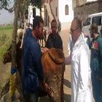 بيطرى الزقازيق : علاج و تحصين 168 ماشية من الحمى القلاعية