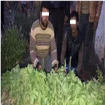 الحاجة أم الاختراع.. السيد وأكرم واجها غلاء المخدرات بزراعتها