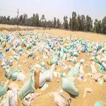 التموين : تكشف عجز 9306 أطنان قمح بشونة بنك التنمية بالحسينية