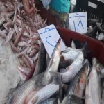 ضبط 300 كيلو سمك مجهول المصدر في الزقازيق