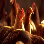 إصابة دواجن مزرعتين في الشرقية بـ«سرطان الماريك»