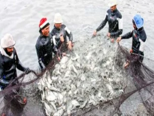 تعرف على أسعار السمك اليوم الأحد بالأسواق