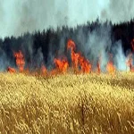 حريق فى شونة تخزين القمح ببنك التنمية والائتمان الزراعى بكفر صقر