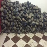 أمن الشرقية يحبط تهريب 45 كيلو بانجو بالصالحية الجديدة