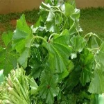 خبراء تجميل فرنسيون: نبات "الخبيزة" السر الكامن وراء شعر متألق وجلد ناعم