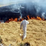  الشرقية تحصد 258450 فدانًا من الأرز .. وتُحرر 3181 محضرًا لـ«القش»