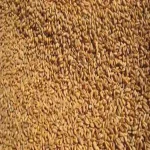 ضبط 3 آلاف طن قمح غير صالح للاستهلاك الآدمى فى الشرقية