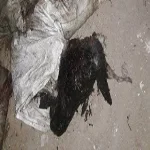 العثور على 10 شكائر بها رؤوس حمير مذبوحة بالعاشر من رمضان