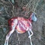 أهالى قرية بأبو حماد يضبطون شخصين أثناء ذبحهما حمارا