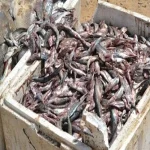 ضبط 3 أطنان سمك وملح بمصنع أسماك مدخنة دون ترخيص في الحسينية