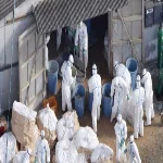 ظهور أنفلونزا الطيور بقرية العزازى فى فاقوس