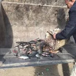 إعدام 70 كيلو أسماك فاسدة بالعاشر من رمضان