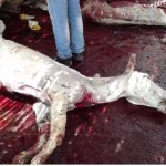 "تحقيقات" الحمير تغزو أسواق اللحوم قبل عيد الأضحى