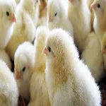 نفوق 7000 كتكوت فى حريق مزرعة دواجن بالصالحية الجديدة 