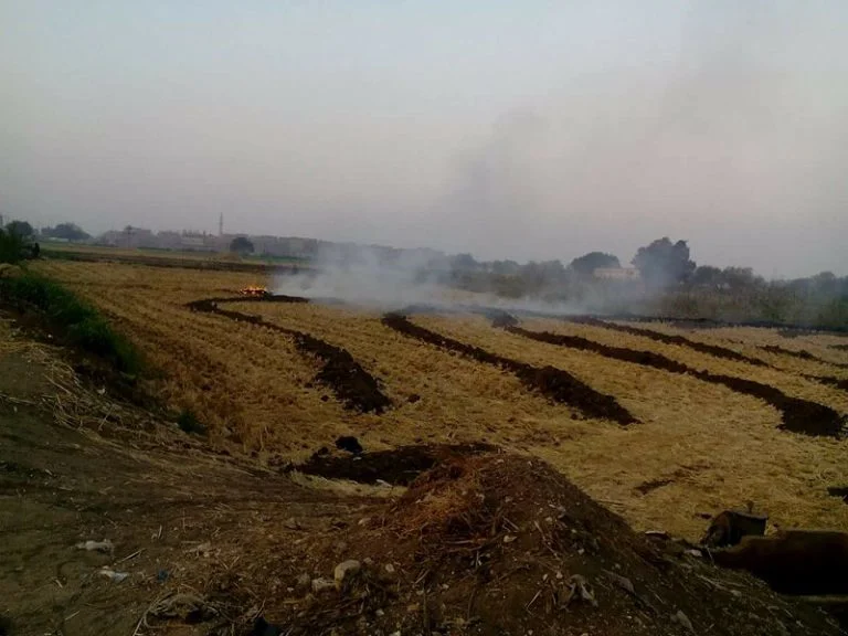 السحابة السوداء تكسو سماء الشرقية .. والزراعة: "حررنا 810 محضرًا للمخالفين"