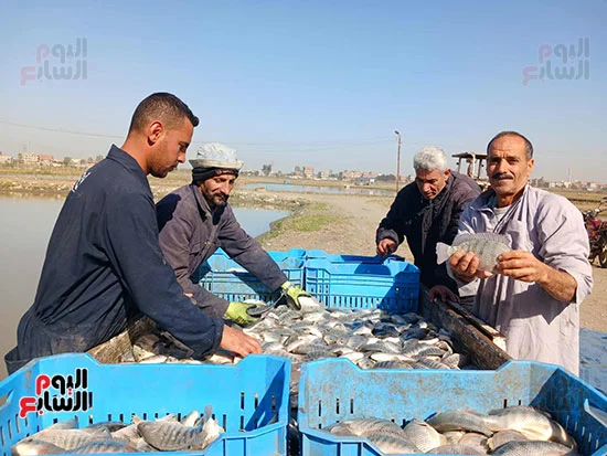 فرز-الاسماك