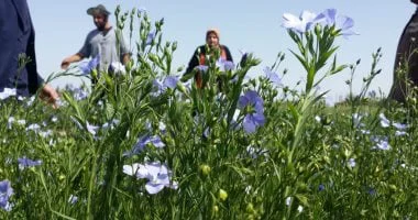 الذهب الأخضر.. زراعة 3778 فدانا بمحصول الكتان في غيطان الشرقية