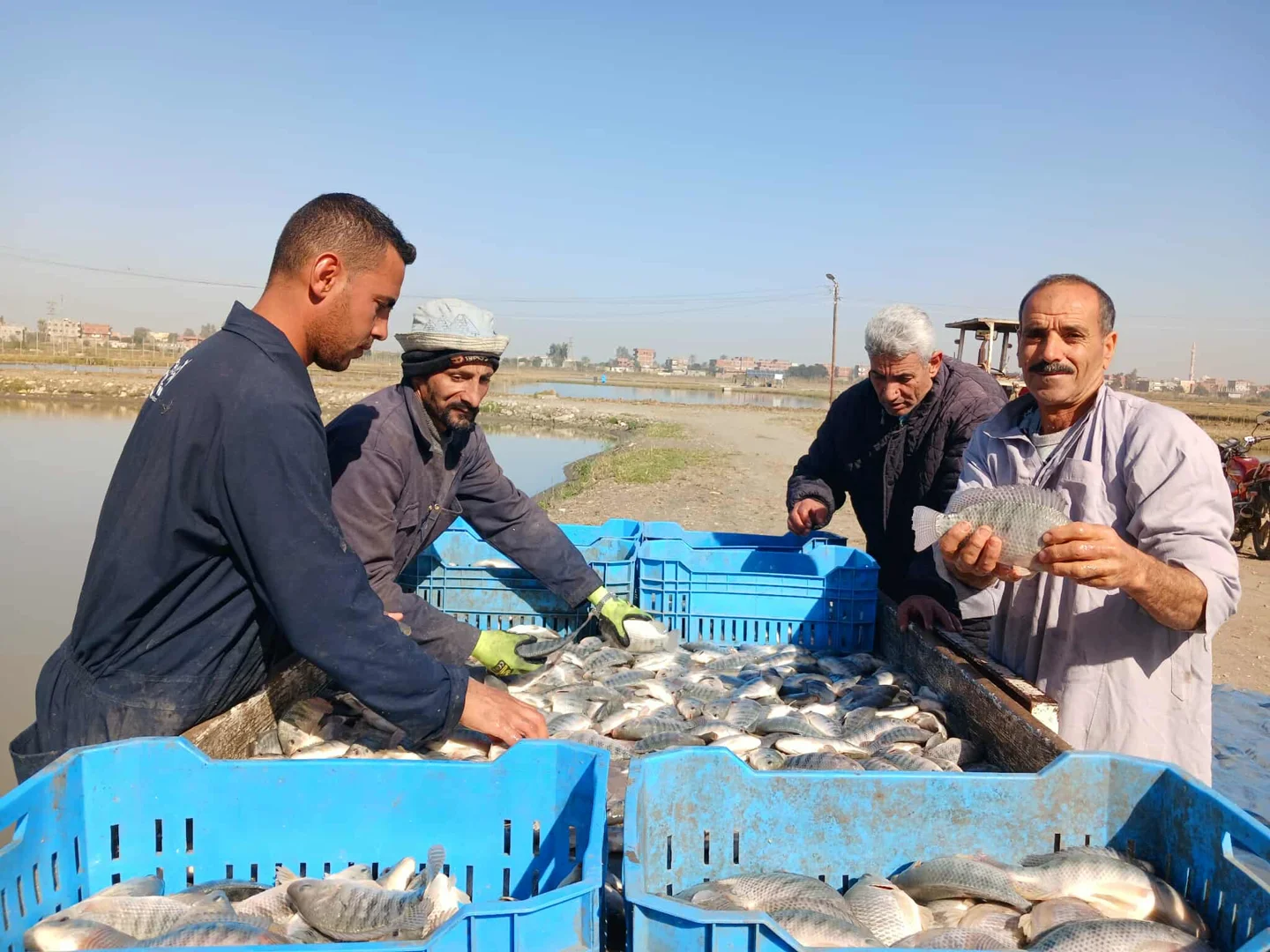 فرز الاسماك