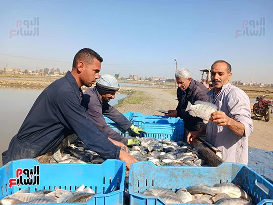 السمك-البلطى-النيلى