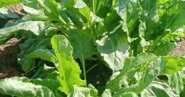 زراعة 59 ألف فدان من محصول بنجر السكر بغيطان الشرقية