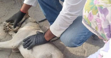 "مصر خالية من السعار".. "بيطرى الشرقية" يواصل حملاته لتطعيم الكلاب الحرة