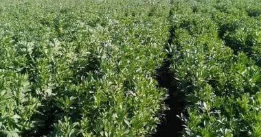 مهم لتحسين خصوبة التربة.. زراعة 5577 فدانا بمحصول الفول البلدى بغيطان الشرقية