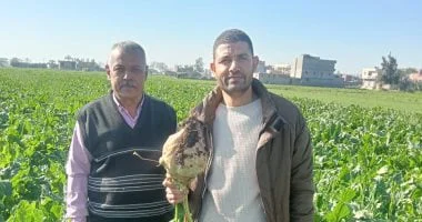 زراعة 10000 فدان بنجر بنطاق مركز منشاة أبو عمر فى الشرقية