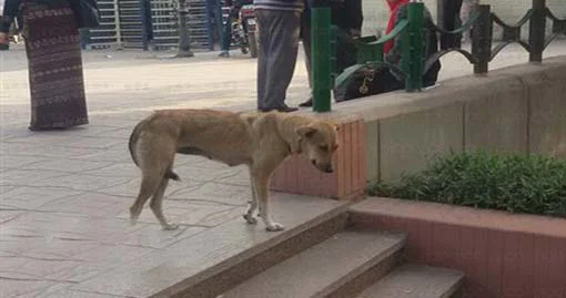 بالصور| انتشار الكلاب الضالة داخل حرم جامعة الزقازيق