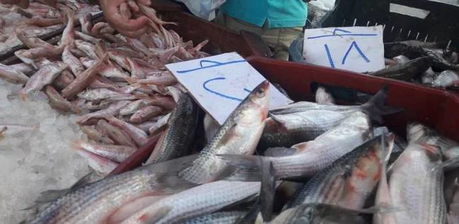 ضبط 300 كيلو سمك مجهول المصدر في الزقازيق