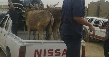 بعد الموافقة على تصديرها.. ارتفاع سعر الحمير لـ3500 جنيه بالشرقية
