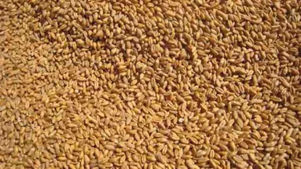 ضبط 3 آلاف طن قمح غير صالح للاستهلاك الآدمى فى الشرقية