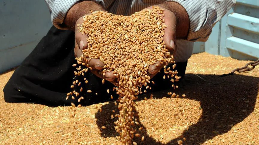 مصر تقرر قبول قمح مستورد يحتوي نسبا ضئيلة من "الإرجوت"