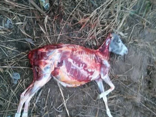 أهالى قرية بأبو حماد يضبطون شخصين أثناء ذبحهما حمارا