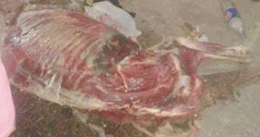 أهالى قرية الزوامل ببلبيس بالشرقية يضبطون شخصين لذبحهم حمارا