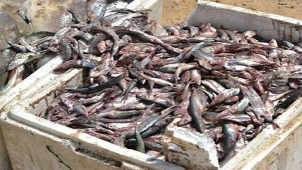 ضبط 3 أطنان سمك وملح بمصنع أسماك مدخنة دون ترخيص في الحسينية