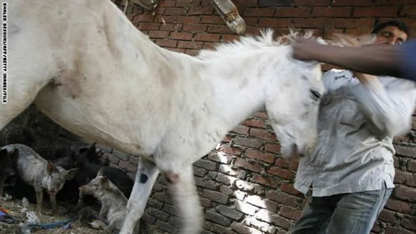 أهالى قرية بأبو حماد يتحفظون على 3 أشخاص لذبحهم الحمير