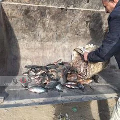 إعدام 70 كيلو أسماك فاسدة بالعاشر من رمضان