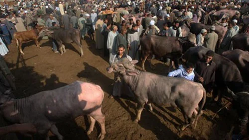 على طريقة فيلم "وكالة البلح".. مقتل تاجرين بسوق مواشي بلبيس