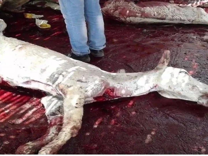 "تحقيقات" الحمير تغزو أسواق اللحوم قبل عيد الأضحى