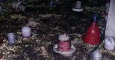 نفوق 3000 كتكوت فى حريق بمزرعة دواجن بكفر صقر 