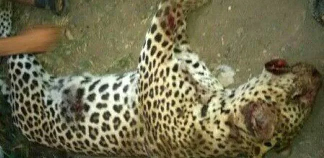 "بالصور" «نمر» يلتهم طفلاً في الجيزه 