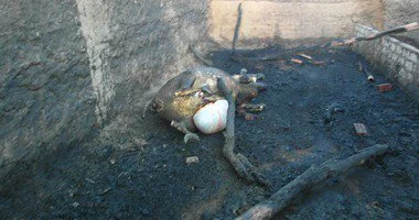 السيطرة على حريق بحظيرة مواشى بالصالحية الجديدة