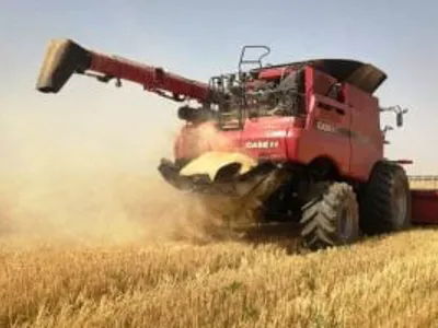 سنابل الذهب.. زراعة 391 ألف فدان من محصول القمح بغيطان الشرقية