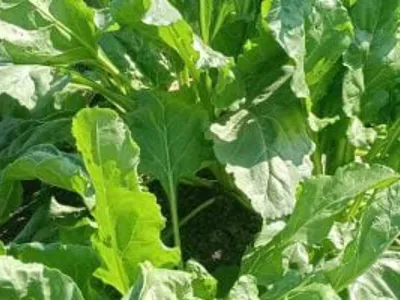 زراعة 59 ألف فدان من محصول بنجر السكر بغيطان الشرقية