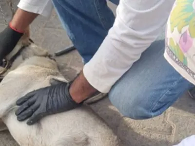 "مصر خالية من السعار".. "بيطرى الشرقية" يواصل حملاته لتطعيم الكلاب الحرة