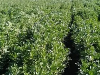 مهم لتحسين خصوبة التربة.. زراعة 5577 فدانا بمحصول الفول البلدى بغيطان الشرقية